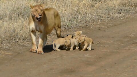 Lioness walk with her cute lion cubs in the jungle