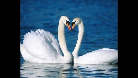 Cute Swans On Lake