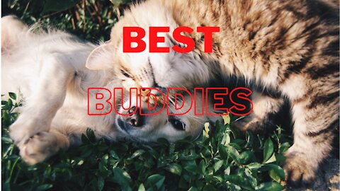 Very Touching Video - Best Buddies Cat, Dog