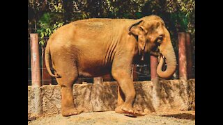 Cet éléphant rugit de joie lors de ses retrouvailles avec son soigneur