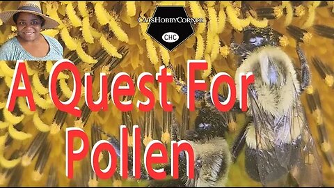 A Quest For #pollen - #bees #garden #spring #nature #asmr #sunflower #catshobbycorner