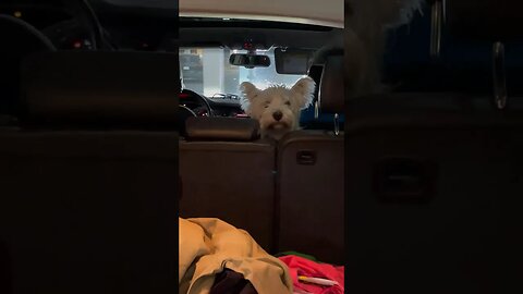When the trunk opens and he is angry #shortvideo #funny #dogs #dogsofinstagram
