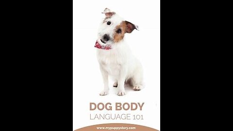 Understanding Dog Body Language - Part 2