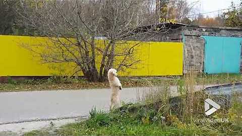 Goofy Poodle Standing On Hind Legs Looks Like Meerkat In Disguise