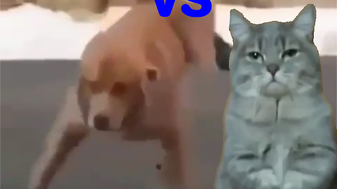 when dog dance and cat respect