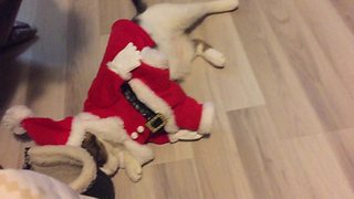 Cat wearing Santa outfit plays dead on command