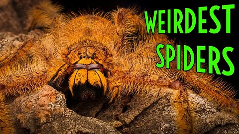 Top 5 STRANGEST Spiders in the WORLD!