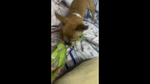 Chihuahua videos