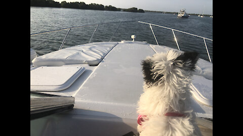 Cutest puppy ever comes home after living on a boat for a month