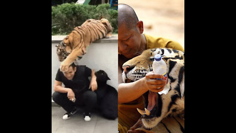 MAN FEEDING 2 TIGERS AT A TIME 2#SHORTS