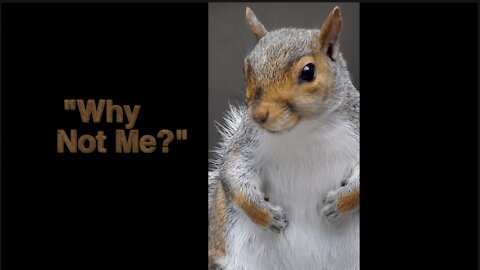 Why not me? Conversation & visit with a squirrel! Original audio & "imaginary dialogue."