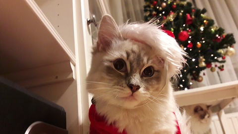 Home goes to great lengths to cat-proof Christmas tree