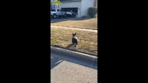 French Bulldog Waits Outside Every Day To Play With Neighbor Dog