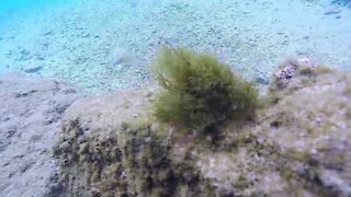 Caranguejo se camufla com algas