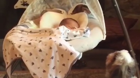 Puppy pushes baby in bassinet