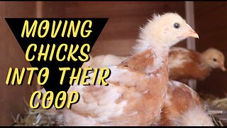 How to Transition Chickens to their Coop