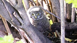 Pygmy owl in the garden