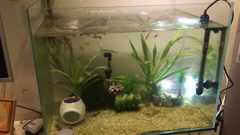 my lovely guppies