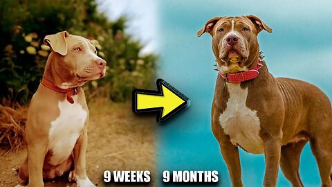 9 Weeks to 9 Months American Bully Transformation | Bully's From UK