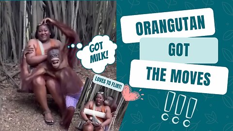 Orangutan Got the Moves! Loves to Flirt