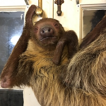 Happy Slothidays, Love Speedy the Sloth
