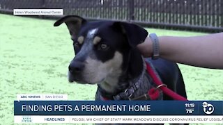 Pet of the Week: Ladybug