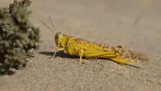 Hungry grasshopper has voracious appetite!