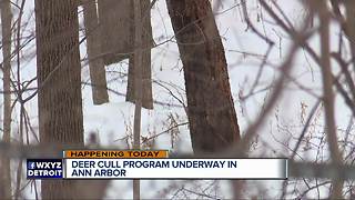 Deer cull program underway in Ann Arbor