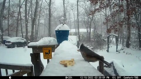 Birds in a Snowstorm