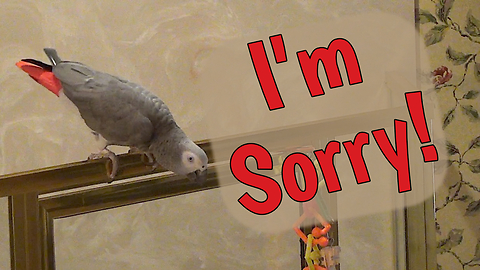 Apologetic parrot says "I'm sorry" before flying away