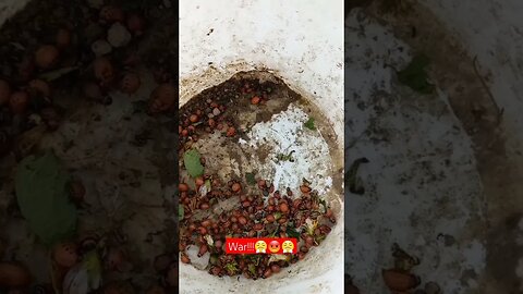 War against Beetles Eating up my plants😡😤|#farming #food #video #viral #viralvideo #vlog #like #duck