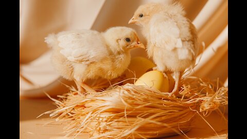 chicks, smallest chicks, hen, baby chicks, hen chicks, hen family,