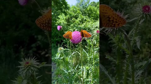 Monarch Butterfly on Thistle #homestead #butterfly #monarchbutterfly #farmlife