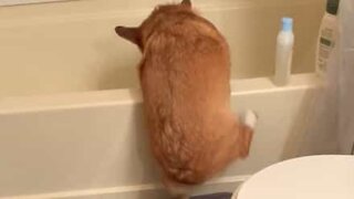 Corgi too short to climb into bathtub