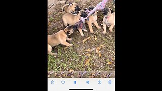 Five week old Belgian Malinois puppies playing tug-a-war