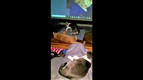 Zoe & Simba play while Chloe watches from my lap.😺ゾーイとシンバが遊び、それをクロエが私の膝の上で見守る。😸