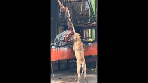 Dog Meat eating funny animals videos
