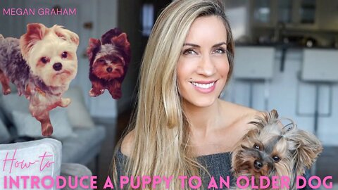 Introducing A New Puppy To Your Dog | Yorkie 101