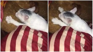 Gatto confonde la mamma con un cuscino