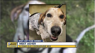 Meet Asher: Our Pet of the Week 5/6/2020