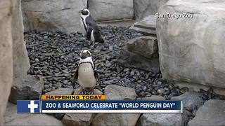 San Diego celebrates World Penguin Day