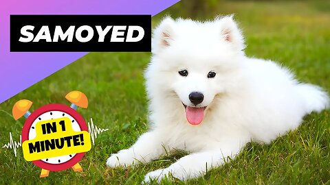 Samoyed - In 1 Minute! 🐶 One Of The Most Expensive Dog Breeds In The World | 1 Minute Animals