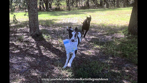 Great Dane Dash Delivery Dogs Prefer Amazon Package To Newspaper