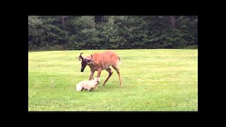 French Bulldog plays with Buck