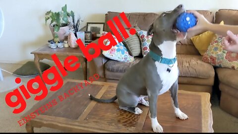 Giggle Ball. Unboxing my new toy #einsteinsbackyard #pitbulls #arizona #dog #dogtoy #pets #pitties