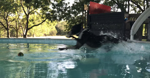 Callie the pool dog