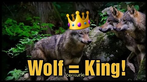 The WOLF Is King Of The Forest