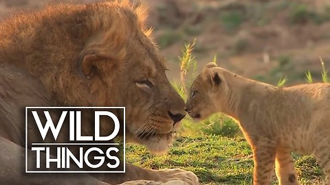 Lion Cubs Meet The Leader Of Their Pride For The First Time