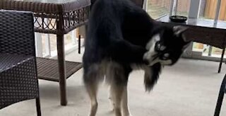 Cão fica possuído atrás da própria cauda
