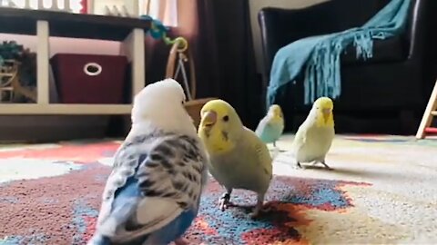 baby budgies Run to Keep Up With the Flock Leader